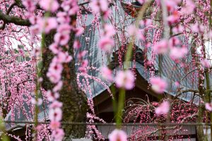 大縣神社、しだれ梅、梅園、2月の春の花、愛知県犬山市の観光・撮影スポットの画像と写真