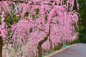 大縣神社、しだれ梅、梅園、2月の春の花、愛知県犬山市の観光・撮影スポットの画像と写真