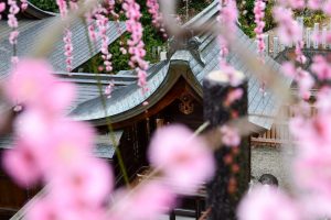 大縣神社、しだれ梅、梅園、2月の春の花、愛知県犬山市の観光・撮影スポットの画像と写真