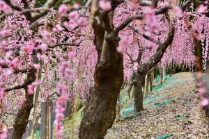 大縣神社、しだれ梅、梅園、2月の春の花、愛知県犬山市の観光・撮影スポットの画像と写真