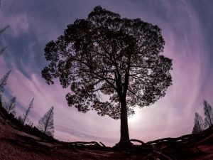 大高緑地、一本木、名古屋市緑区の観光・撮影スポットの画像と写真