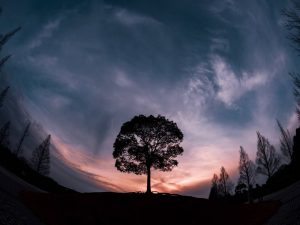 大高緑地、一本木、名古屋市緑区の観光・撮影スポットの画像と写真