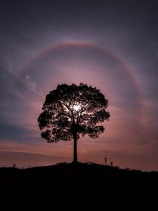 大高緑地、一本木、名古屋市緑区の観光・撮影スポットの画像と写真