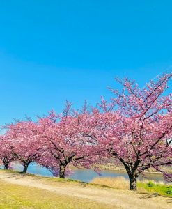 乙川葵桜、河津桜、3月の春の花、愛知県岡崎市の観光・撮影スポットの画像と写真