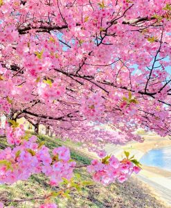 乙川葵桜、河津桜、3月の春の花、愛知県岡崎市の観光・撮影スポットの画像と写真