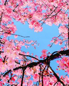 乙川葵桜、河津桜、3月の春の花、愛知県岡崎市の観光・撮影スポットの画像と写真