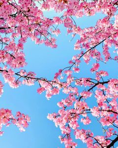 乙川葵桜、河津桜、3月の春の花、愛知県岡崎市の観光・撮影スポットの画像と写真