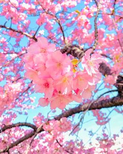 乙川葵桜、河津桜、3月の春の花、愛知県岡崎市の観光・撮影スポットの画像と写真