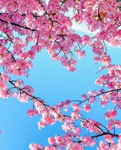 乙川葵桜、河津桜、3月の春の花、愛知県岡崎市の観光・撮影スポットの画像と写真