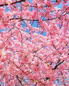乙川葵桜、河津桜、3月の春の花、愛知県岡崎市の観光・撮影スポットの画像と写真