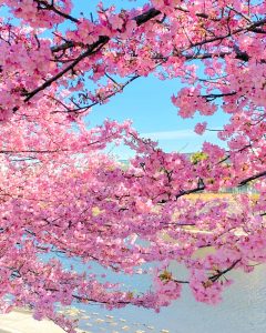 乙川葵桜、河津桜、3月の春の花、愛知県岡崎市の観光・撮影スポットの画像と写真