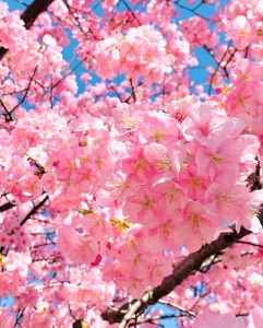 乙川葵桜、河津桜、3月の春の花、愛知県岡崎市の観光・撮影スポットの画像と写真