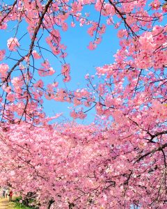乙川葵桜、河津桜、3月の春の花、愛知県岡崎市の観光・撮影スポットの画像と写真