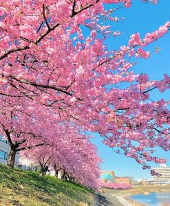 乙川葵桜、河津桜、3月の春の花、愛知県岡崎市の観光・撮影スポットの画像と写真