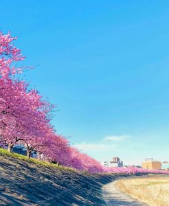 乙川葵桜、河津桜、3月の春の花、愛知県岡崎市の観光・撮影スポットの画像と写真