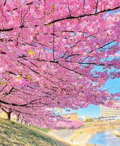 乙川葵桜、河津桜、3月の春の花、愛知県岡崎市の観光・撮影スポットの画像と写真