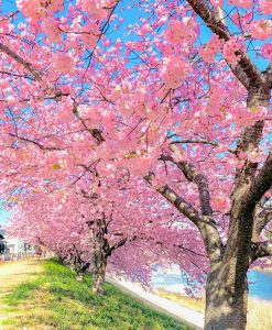 乙川葵桜、河津桜、3月の春の花、愛知県岡崎市の観光・撮影スポットの画像と写真