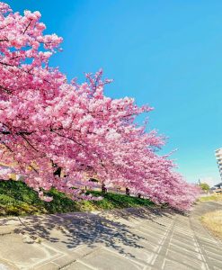 乙川葵桜、河津桜、3月の春の花、愛知県岡崎市の観光・撮影スポットの画像と写真
