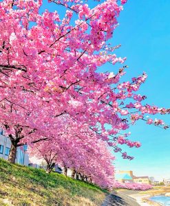乙川葵桜、河津桜、3月の春の花、愛知県岡崎市の観光・撮影スポットの画像と写真