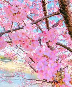 乙川葵桜、河津桜、3月の春の花、愛知県岡崎市の観光・撮影スポットの画像と写真