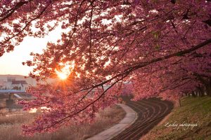 乙川葵桜、河津桜、3月の春の花、愛知県岡崎市の観光・撮影スポットの画像と写真