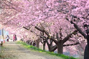 乙川葵桜、河津桜、3月の春の花、愛知県岡崎市の観光・撮影スポットの画像と写真