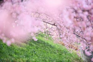 乙川葵桜、河津桜、3月の春の花、愛知県岡崎市の観光・撮影スポットの画像と写真