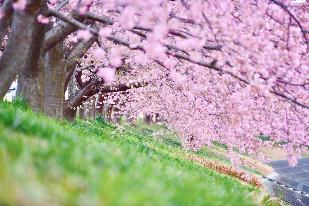 乙川葵桜、河津桜、3月の春の花、愛知県岡崎市の観光・撮影スポットの画像と写真