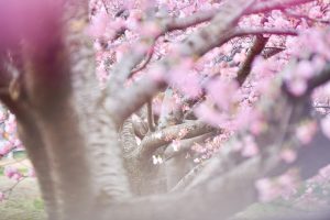 乙川葵桜、河津桜、3月の春の花、愛知県岡崎市の観光・撮影スポットの画像と写真