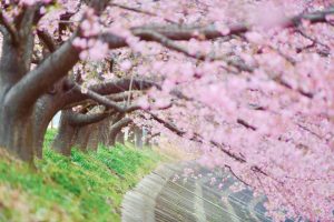 乙川葵桜、河津桜、3月の春の花、愛知県岡崎市の観光・撮影スポットの画像と写真