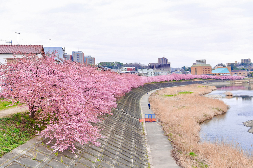 乙川葵桜、河津桜、3月の春の花、愛知県岡崎市の観光・撮影スポットの画像と写真