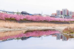乙川葵桜、河津桜、3月の春の花、愛知県岡崎市の観光・撮影スポットの画像と写真