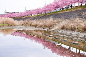 乙川葵桜、河津桜、3月の春の花、愛知県岡崎市の観光・撮影スポットの画像と写真