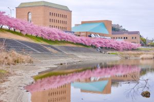 乙川葵桜、河津桜、3月の春の花、愛知県岡崎市の観光・撮影スポットの画像と写真