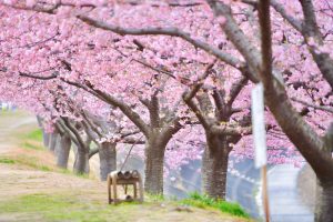 乙川葵桜、河津桜、3月の春の花、愛知県岡崎市の観光・撮影スポットの画像と写真