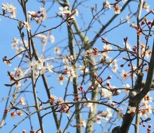 レッドヒルヒーサーの森、3月春の花、三重県津市の観光・撮影スポットの画像と写真