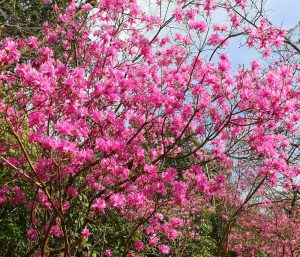 レッドヒルヒーサーの森、3月春の花、三重県津市の観光・撮影スポットの画像と写真