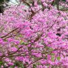 レッドヒルヒーサーの森、3月春の花、三重県津市の観光・撮影スポットの画像と写真