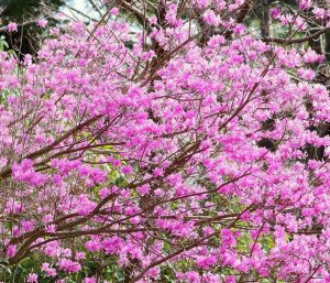 レッドヒルヒーサーの森、3月春の花、三重県津市の観光・撮影スポットの画像と写真