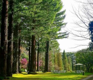 レッドヒルヒーサーの森、3月春の花、三重県津市の観光・撮影スポットの画像と写真