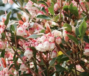 レッドヒルヒーサーの森、3月春の花、三重県津市の観光・撮影スポットの画像と写真