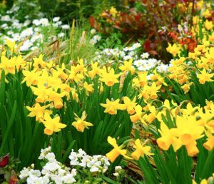レッドヒルヒーサーの森、3月春の花、三重県津市の観光・撮影スポットの画像と写真