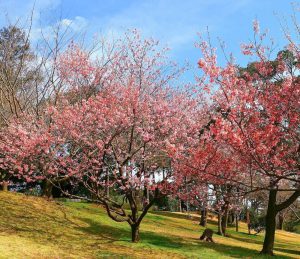 レッドヒルヒーサーの森、3月春の花、三重県津市の観光・撮影スポットの画像と写真