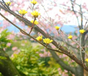 レッドヒルヒーサーの森、3月春の花、三重県津市の観光・撮影スポットの画像と写真
