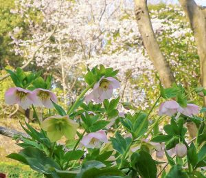 レッドヒルヒーサーの森、3月春の花、三重県津市の観光・撮影スポットの画像と写真