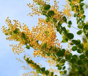レッドヒルヒーサーの森、3月春の花、三重県津市の観光・撮影スポットの画像と写真