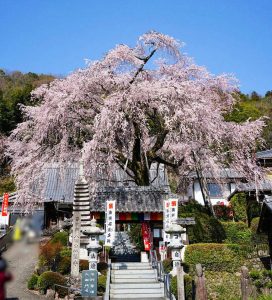 林陽寺、しだれ桜、3月春の花、岐阜県岐阜市の観光・撮影スポットの画像と写真