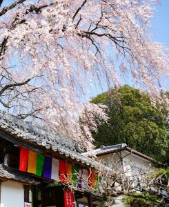 林陽寺、しだれ桜、3月春の花、岐阜県岐阜市の観光・撮影スポットの画像と写真