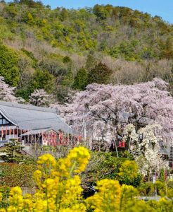 林陽寺、しだれ桜、3月春の花、岐阜県岐阜市の観光・撮影スポットの画像と写真