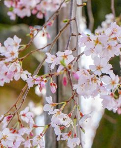林陽寺、しだれ桜、3月春の花、岐阜県岐阜市の観光・撮影スポットの画像と写真